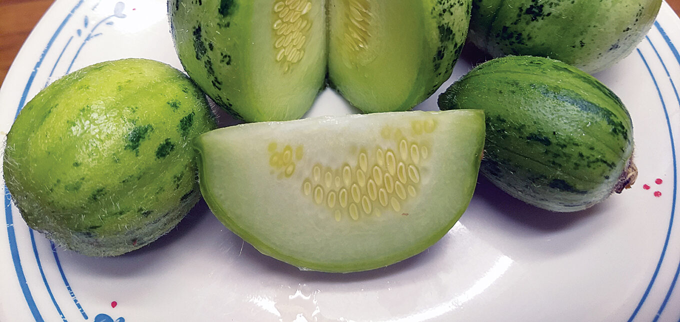 Growing Cucumber Melon Plant & Frugal Gardening Ideas – Mother Earth News - Vimarsana News